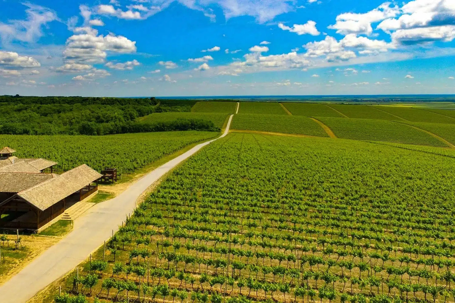 Wijnen uit Slavonië