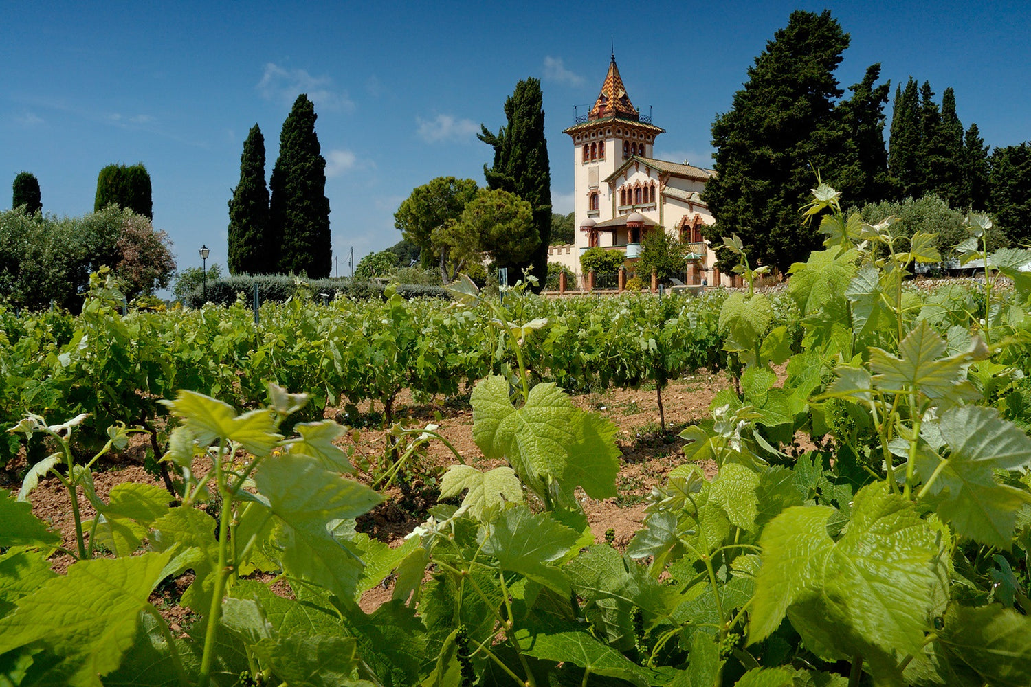 Wijnen uit Catalonië